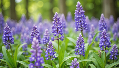 Fototapeta premium Vibrant clusters of bluebell flowers in lush green forest, nature's beauty