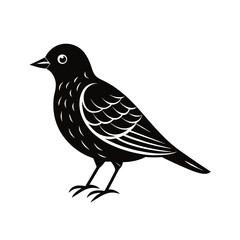 bird vector illustration