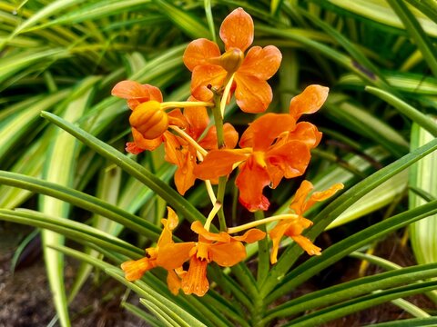 A beautiful orange flower with green-yellowish leaves creates a vibrant contrast, where the bright petals stand out against the soft, yellowish-green foliage, adding warmth and elegance.