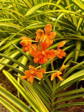 A beautiful orange flower with green-yellowish leaves creates a vibrant contrast, where the bright petals stand out against the soft, yellowish-green foliage, adding warmth and elegance.