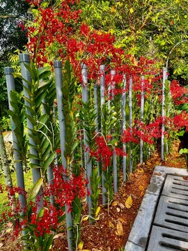 A red flower plant growing up a stick presents a striking visual of nature's resilience and beauty. 