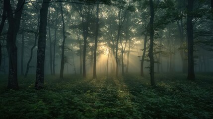 Obraz premium A misty forest scene with sunlight filtering through trees, creating a serene atmosphere.