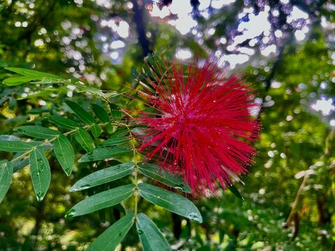 A red flower is a symbol of passion, love, and beauty. Its rich, vibrant petals captivate with their deep hue, creating an alluring presence.