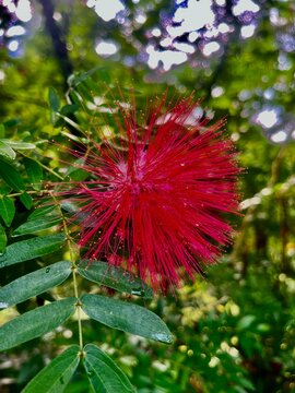 A red flower is a symbol of passion, love, and beauty. Its rich, vibrant petals captivate with their deep hue, creating an alluring presence.