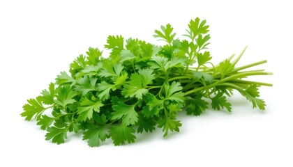 Obraz premium Fresh Green Cilantro Herb Bundle on White Background for Culinary and Cooking Concepts, Healthy Ingredients and Spices