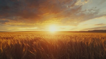 Obraz premium Golden Wheat Field at Sunset with Dramatic Cloudy Sky