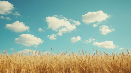 Golden Wheat Field Under Bright Blue Sky with Fluffy White Clouds