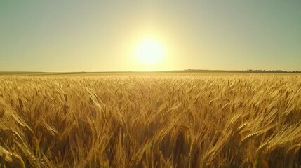 Obraz premium Golden Wheat Fields Under Bright Sunlight at Sunrise Horizon