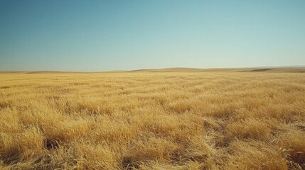 Golden Wheat Field Under Clear Blue Sky in Scenic Landscape
