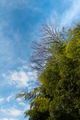 冬の青空と枯れ木がつくる美しい風景　滋賀県大津市春日山公園