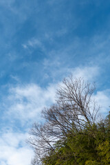 冬の青空と枯れ木がつくる美しい風景　滋賀県大津市春日山公園