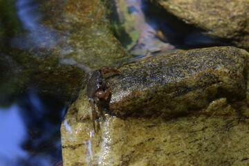 Fresh water Crab in Natural Habitat: Wildlife Photography 
