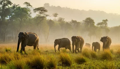 Fotobehang Olifant Elephant Herd in Manas National Park Assam, India  © OnlyBeautifulImages