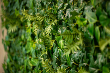 壁に飾ってある葉っぱ