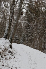 Forest trail in winter