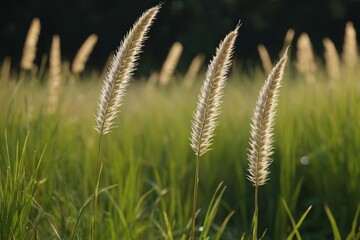tall grass in a field with a forest in the background