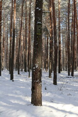 Nest box in February