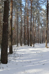 Winter forest in the snow