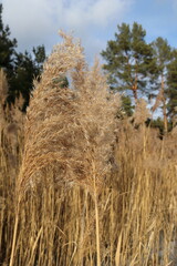Reeds in the wind