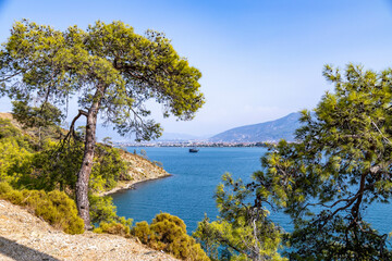 Pine tree on the shore and view of the Gulf of Fethiye on a sunny day. Karagozler. Fethiye, Mugla, Turkey.