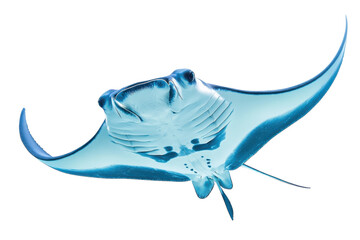 Elegant manta ray gliding gracefully through the clear waters under bright sunlight isolated on transparent background
