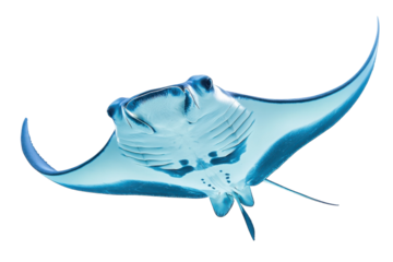 Elegant manta ray gliding gracefully through the clear waters under bright sunlight isolated on transparent background