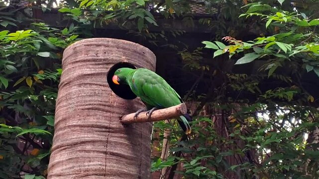 Green parrot bird of Moluccan eclectus in the jungle