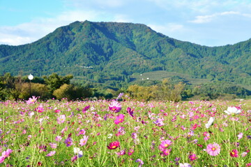 Fototapeta premium 上堰潟公園のコスモス（新潟県）