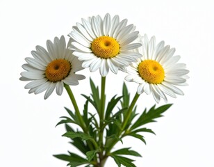 Fototapeta premium Three Marguerite Daisy flowers isolated on white backdrop. Blooming botanical foliage with detailed ornamental delicate vibrant single colourful horticulture. Spring floral bloom with fresh bright