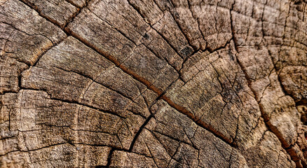 Felled tree trunks. Shows detailed wood texture