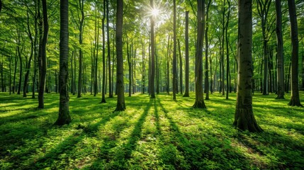 Fototapeta premium A serene forest scene with sunlight filtering through tall trees and casting long shadows.
