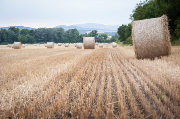 Fototapeta premium Hay Bales in Field in Rural Hungary