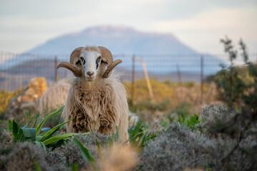 Majestätischer Kretischer Schafbock mit imposanten gedrehten Hörnern