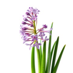 Obraz premium Captivating Wild Onion: Allium canadense var hyacinthoides in Nature's Embrace