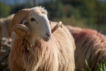 Majestätischer Kretischer Schafbock mit imposanten gedrehten Hörnern