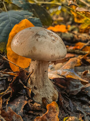 mushroom in the forest