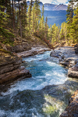 Forest river in Canadian Rockies 
