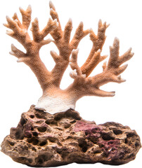 Brown, dead coral on stones