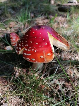 funghi rossi