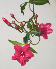 close-up of deep bright red cardinal creeper or lady doorly's morning glory plant vine with flowers...