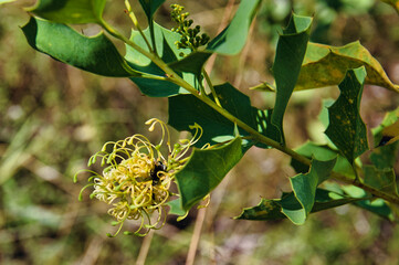 Flowers and leaves of Grevillea prasina (Cream Grevillea), a bush endemic in Northern Territory of Australia
