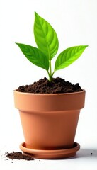 Isolated green soil in a terracotta pot on white background, container, soil