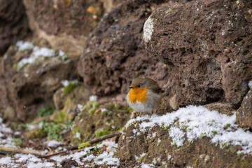 Rotkehlchen auf Futtersuche im Winter auf schneebedecktem Boden