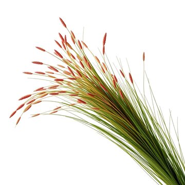 Juncus Hemiendytus: An Enchanting Rush of Nature's Tapestry