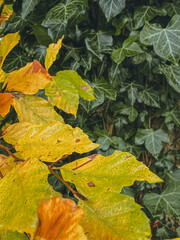 Background of yellow and green leaves, geometry