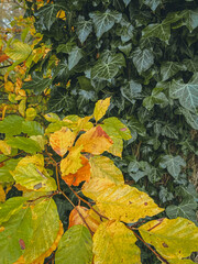 Background of yellow and green leaves, geometry