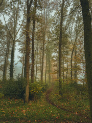 A path between trees in an autumn forest