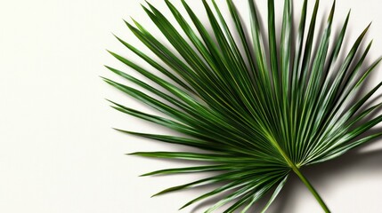 Obraz premium palm, leaves, leaf, tree, background, coconut, tropic, element, summer, green, beach, branch, jungle, lush, sea, hawaiian, greenery, hawaii, nature, abstract, texture, design, isolated, spring, forest