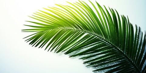 Fototapeta premium palm, leaves, leaf, tree, background, coconut, tropic, element, summer, green, beach, branch, jungle, lush, sea, hawaiian, greenery, hawaii, nature, abstract, texture, design, isolated, spring, forest