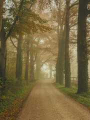 Foggy autumn forest with a road